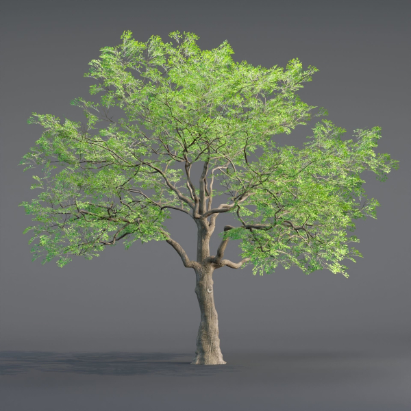 Low poly Oak tree vol 54-Blender