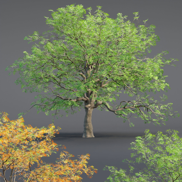 Low poly Oak tree vol 54-Blender