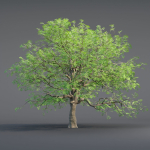 Low poly Oak tree vol 54-Blender
