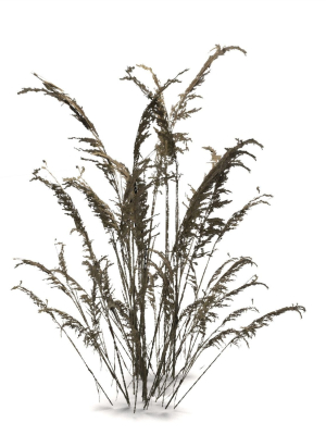 low-poly-old-grass-dry-game-ready-plant-3d-model-low-poly-max-obj-3ds-fbx