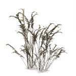 Low Poly Old Grass Dry - Game Ready Plant