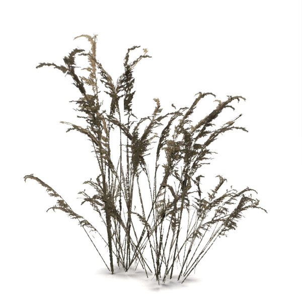 Low Poly Old Grass Dry - Game Ready Plant
