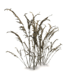Low Poly Old Grass Dry - Game Ready Plant