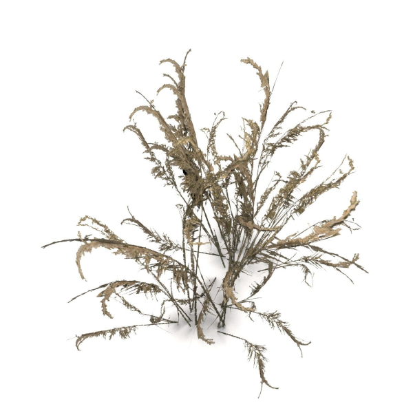 Low Poly Old Grass Dry - Game Ready Plant