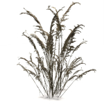 Low Poly Old Grass Dry - Game Ready Plant