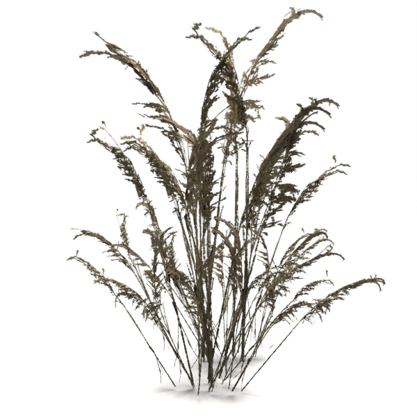 Low Poly Old Grass Dry - Game Ready Plant