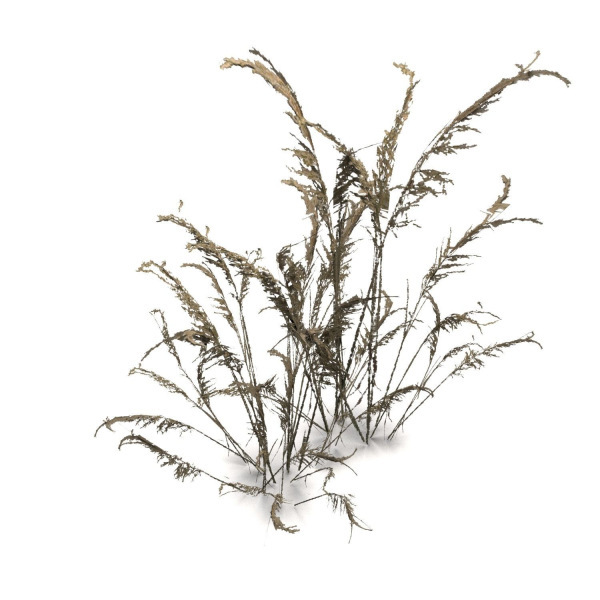 Low Poly Old Grass Dry - Game Ready Plant