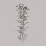 Low Poly Plants dandelion flowers