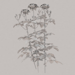 Low Poly Plants dandelion flowers