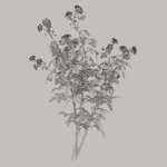 Low Poly Plants dandelion flowers
