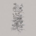 Low Poly Plants dandelion flowers