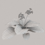 Low Poly Plants dandelion flowers