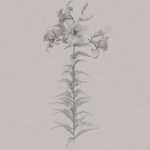 Low Poly Plants dandelion flowers
