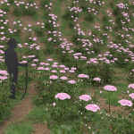 Low Poly Plants dandelion flowers
