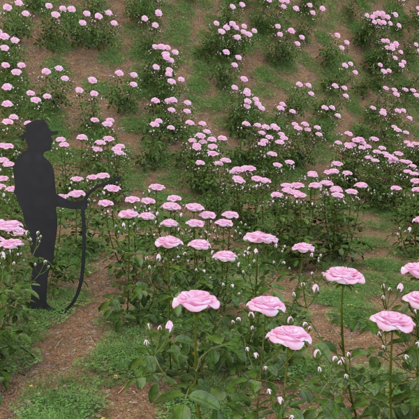 Low Poly Plants dandelion flowers