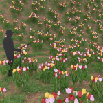 Low Poly Plants dandelion flowers