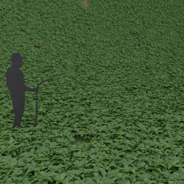 Low Poly Plants dandelion flowers