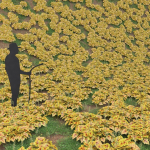 Low Poly Plants dandelion flowers