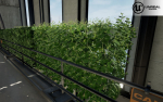 Low Poly Plants dandelion flowers