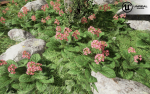Low Poly Plants dandelion flowers