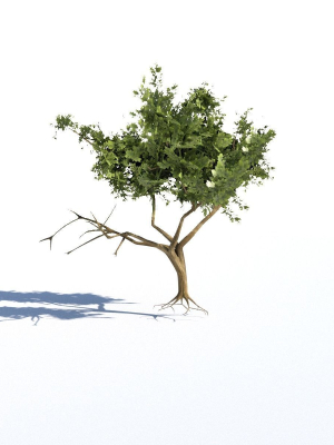 low-poly-tree-collection-3d-model-low-poly-obj-fbx-stl-blend-gltf