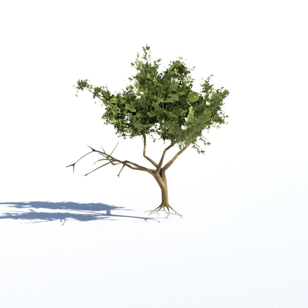 Low-poly Tree collection -
