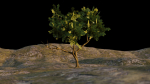 Low-poly Tree collection -