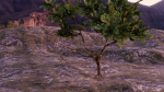 Low-poly Tree collection -