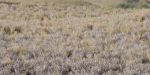 Low poly wild grass collection vol 201-Blender