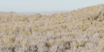 Low poly wild grass collection vol 201-Blender