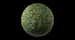 Low Vegetation 4