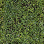 Low Vegetation 4