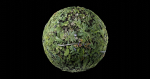 Low Vegetation 4