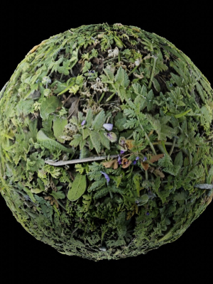 Low Vegetation 4
