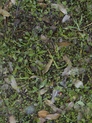 low-vegetation-7-3d-model-obj-fbx-stl-blend-dae-abc