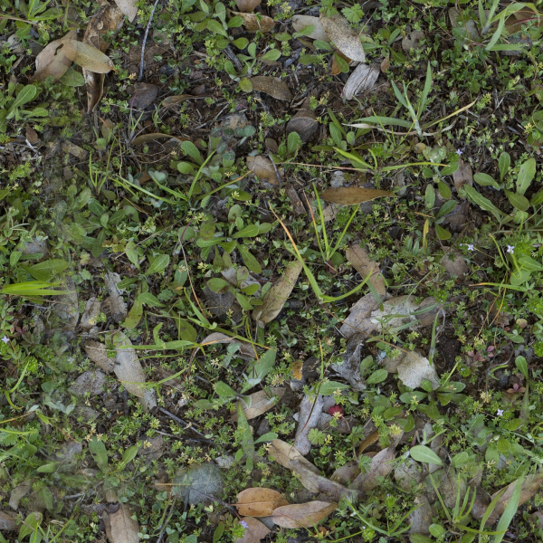 Low Vegetation 7