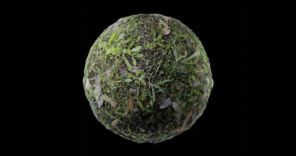 Low Vegetation 7