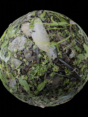 Low Vegetation 7