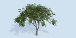Lowpoly 3Dmodel tree VR AR game 3LOD number66