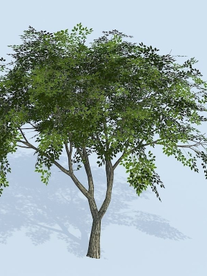 Lowpoly 3Dmodel tree VR AR game 3LOD number66