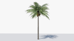Lowpoly Coconut Palm v1