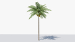 Lowpoly Coconut Palm v1