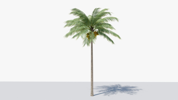 Lowpoly Coconut Palm v1