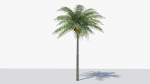 Lowpoly Coconut Palm v1