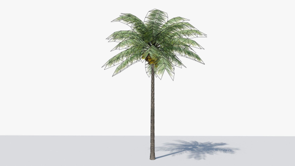 Lowpoly Coconut Palm v1