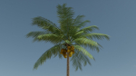 Lowpoly Coconut Palm v1