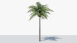 Lowpoly Coconut Palm v1