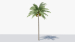 Lowpoly Coconut Palm v1