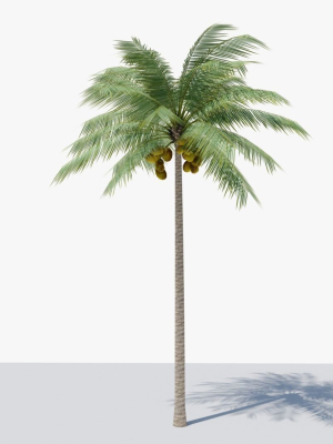 Lowpoly Coconut Palm v1