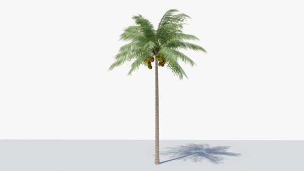 Lowpoly Coconut Palm v1